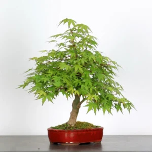 Japanese Maple Palmatum Bonsai Tree – Hardy Stock Variety | Seasonal Color