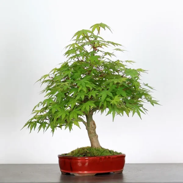 Japanese Maple Palmatum Bonsai Tree – Hardy Stock Variety | Seasonal Color - Image 2