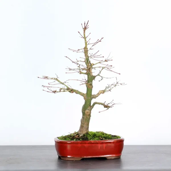 Japanese Maple Palmatum Bonsai Tree – Hardy Stock Variety | Seasonal Color - Image 3