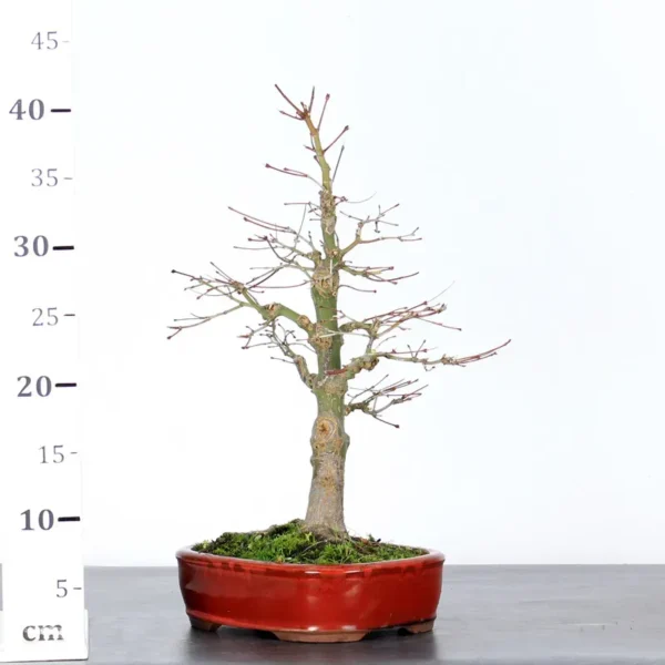 Japanese Maple Palmatum Bonsai Tree – Hardy Stock Variety | Seasonal Color - Image 4