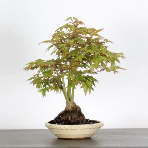 Japanese Maple Palmatum Bonsai Tree – Vigorous Stock Variety | Seasonal Beauty