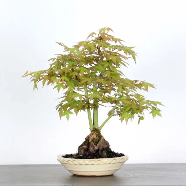 Japanese Maple Palmatum Bonsai Tree – Vigorous Stock Variety | Seasonal Beauty - Image 2