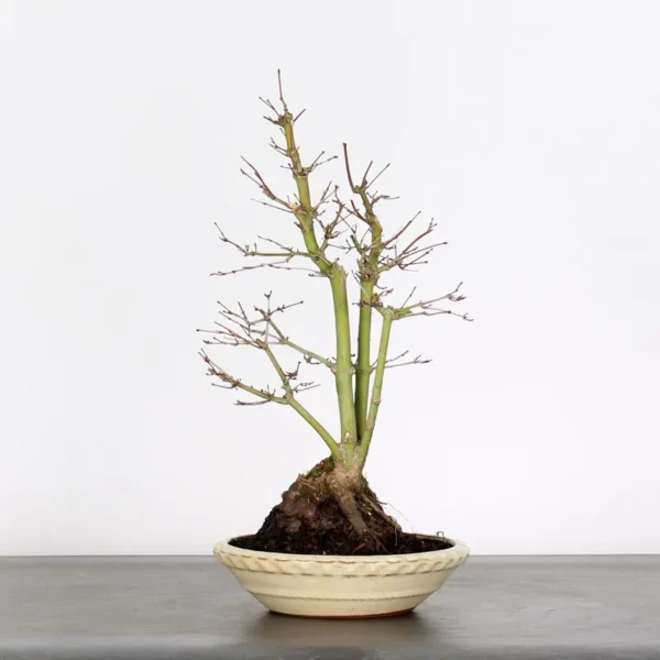 Japanese Maple Palmatum Bonsai Tree – Vigorous Stock Variety | Seasonal Beauty - Image 3