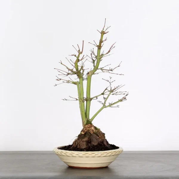 Japanese Maple Palmatum Bonsai Tree – Vigorous Stock Variety | Seasonal Beauty - Image 4