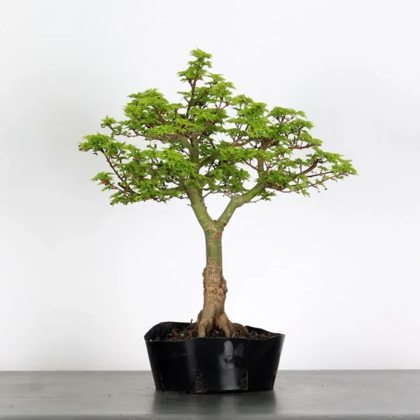 Shishigashira Bonsai Maple – A Unique, Colour-Changing Bonsai - Image 2