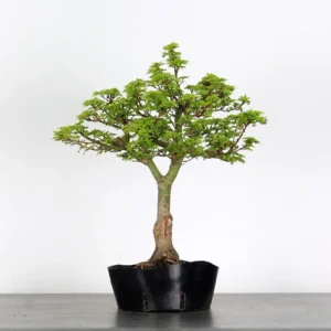 Shishigashira Bonsai Maple – A Unique, Colour-Changing Bonsai