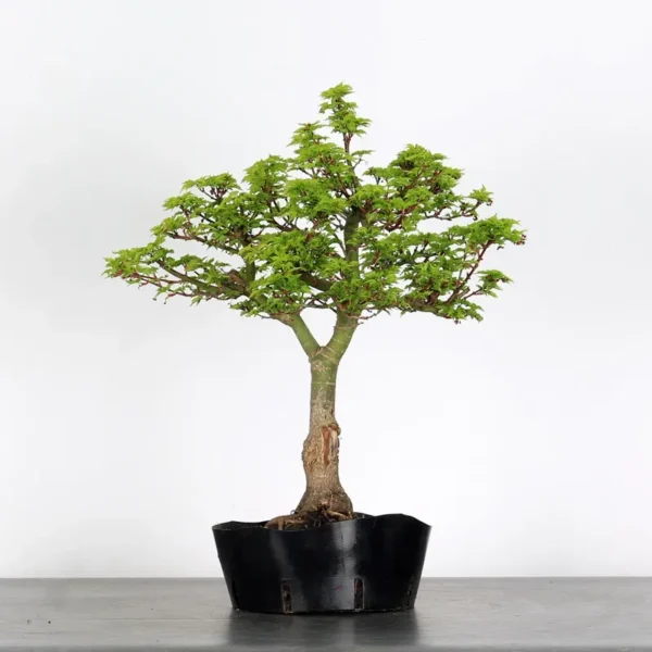 Shishigashira Bonsai Maple – A Unique, Colour-Changing Bonsai