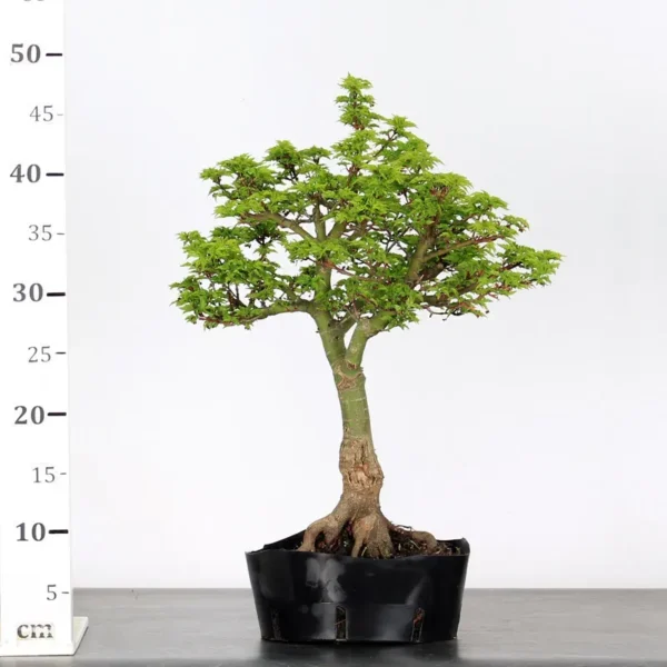 Shishigashira Bonsai Maple – A Unique, Colour-Changing Bonsai - Image 3