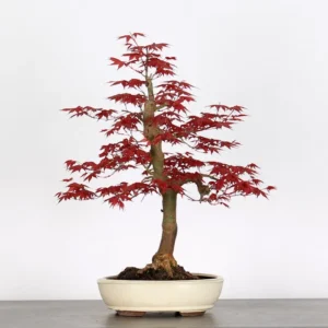 Japanese Maple “Deshojo” – A Brilliant Display of Seasonal Colour
