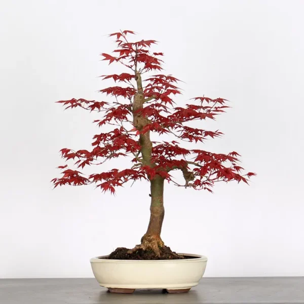 Japanese Maple “Deshojo” – A Brilliant Display of Seasonal Colour