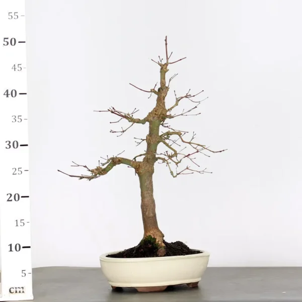 Japanese Maple “Deshojo” – A Brilliant Display of Seasonal Colour - Image 3