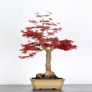 Japanese Maple “Deshojo” – A Seasonal Masterpiece for Bonsai Lovers