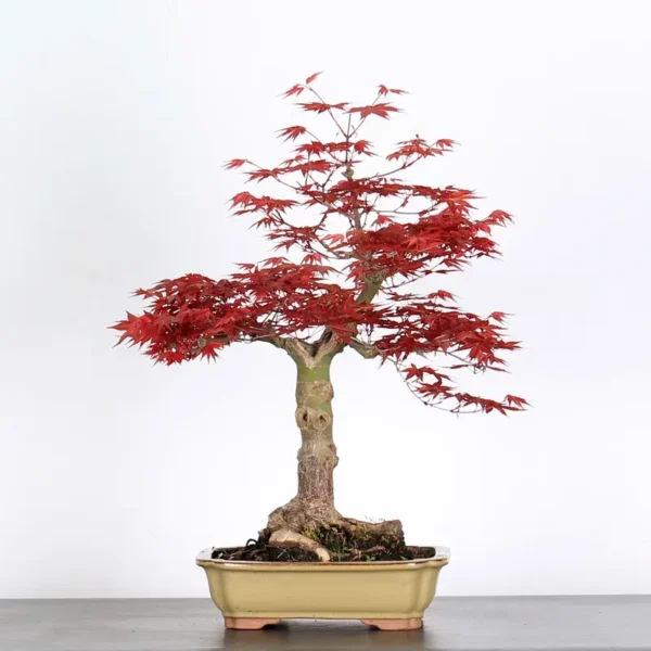 Japanese Maple “Deshojo” – A Seasonal Masterpiece for Bonsai Lovers - Image 2