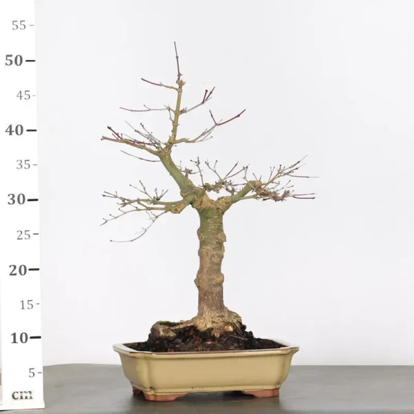 Japanese Maple “Deshojo” – A Seasonal Masterpiece for Bonsai Lovers - Image 3