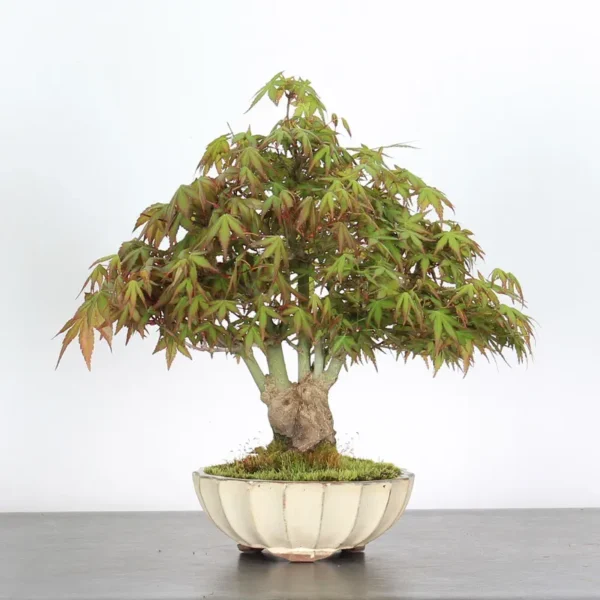 Japanese Maple ‘Palmatum’ Shohin – Hardy, Vigorous, and Seasonally Stunning - Image 3