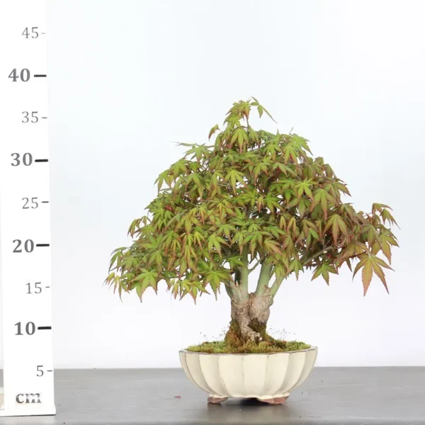 Japanese Maple ‘Palmatum’ Shohin – Hardy, Vigorous, and Seasonally Stunning - Image 4