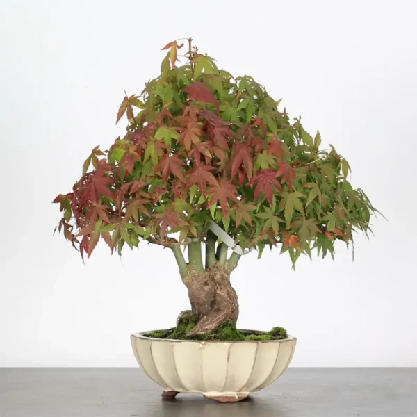 Japanese Maple ‘Palmatum’ Shohin – Hardy, Vigorous, and Seasonally Stunning - Image 2