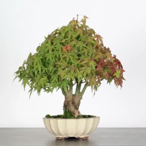 Japanese Maple ‘Palmatum’ Shohin – Hardy, Vigorous, and Seasonally Stunning