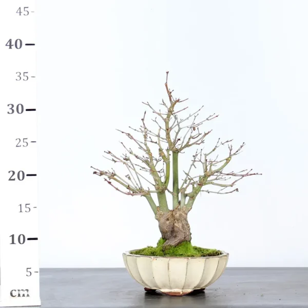 Japanese Maple ‘Palmatum’ Shohin – Hardy, Vigorous, and Seasonally Stunning - Image 5