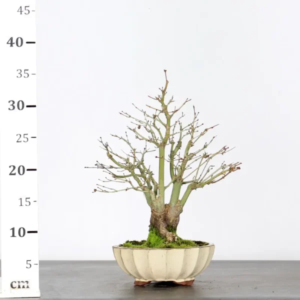 Japanese Maple ‘Palmatum’ Shohin – Hardy, Vigorous, and Seasonally Stunning - Image 6