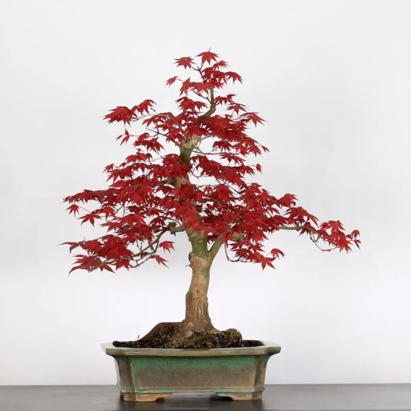 Japanese Maple “Deshojo” – A Bold Statement in Seasonal Colour - Image 2