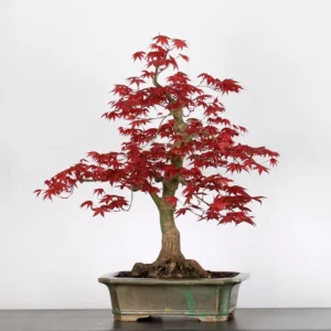 Japanese Maple “Deshojo” – A Bold Statement in Seasonal Colour