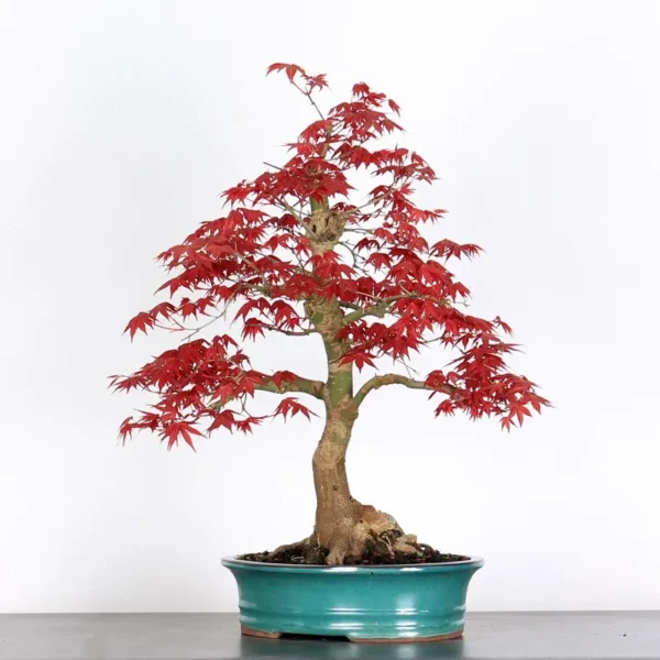 Japanese Maple ‘Deshojo’ – Vivid Colours Through Every Season - Image 2