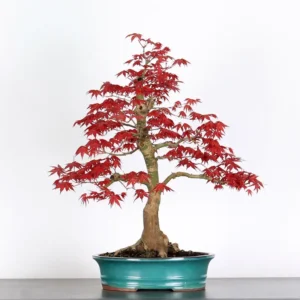 Japanese Maple ‘Deshojo’ – Vivid Colours Through Every Season