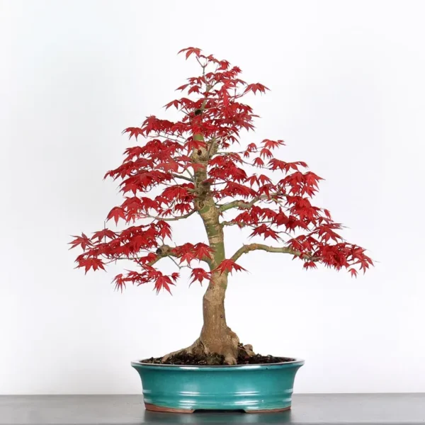 Japanese Maple ‘Deshojo’ – Vivid Colours Through Every Season