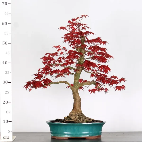 Japanese Maple ‘Deshojo’ – Vivid Colours Through Every Season - Image 3