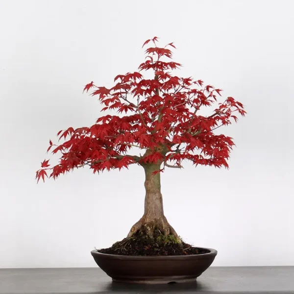 Japanese Maple “Deshojo” – A Mature Bonsai with Fiery Spring Colour - Image 2