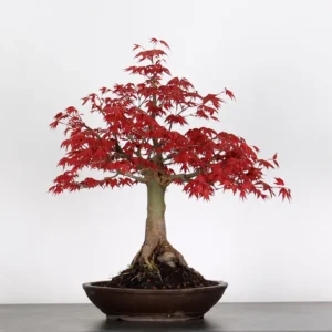 Japanese Maple “Deshojo” – A Mature Bonsai with Fiery Spring Colour