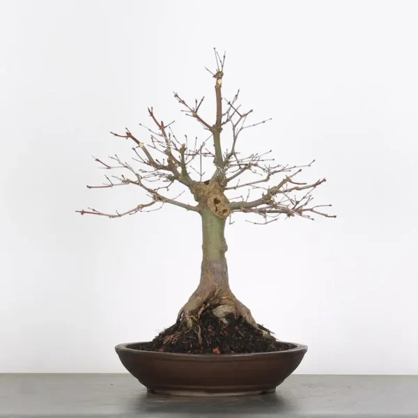 Japanese Maple “Deshojo” – A Mature Bonsai with Fiery Spring Colour - Image 3