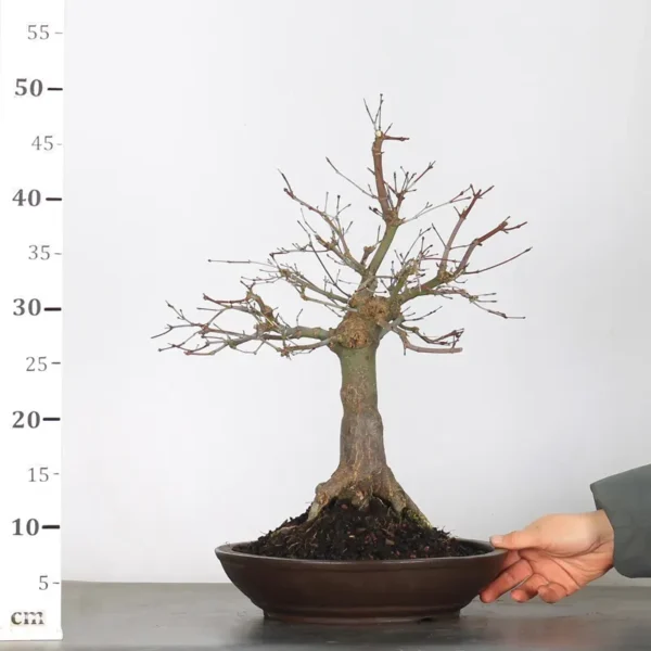 Japanese Maple “Deshojo” – A Mature Bonsai with Fiery Spring Colour - Image 5