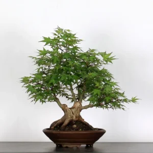 Japanese Maple “Palmatum” – Classic Beauty and Reliable Strength