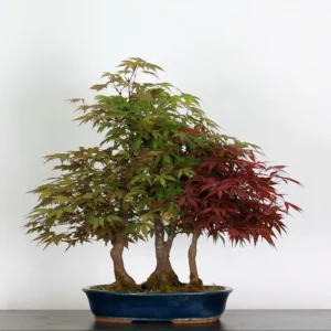 Japanese Maple ‘Atropurpureum’ – Rich Crimson Foliage for Every Season