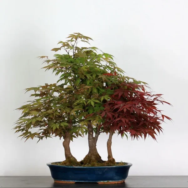 Japanese Maple ‘Atropurpureum’ – Rich Crimson Foliage for Every Season