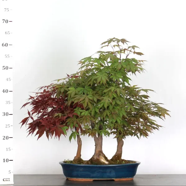Japanese Maple ‘Atropurpureum’ – Rich Crimson Foliage for Every Season - Image 2