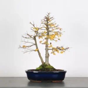 Chinese Elm “Ulmus parvifolia” – The Ideal Beginner’s Bonsai