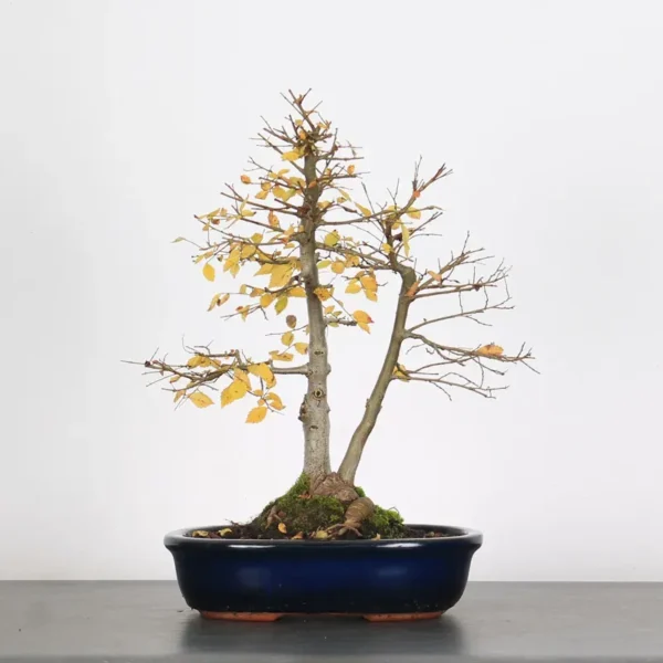 Chinese Elm “Ulmus parvifolia” – The Ideal Beginner’s Bonsai - Image 2