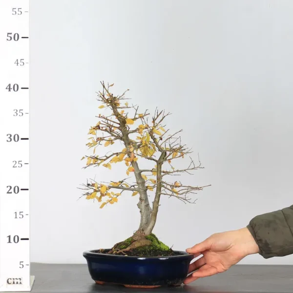Chinese Elm “Ulmus parvifolia” – The Ideal Beginner’s Bonsai - Image 3