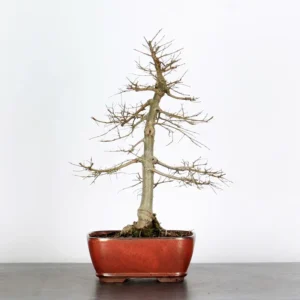 Chinese Elm “Ulmus parvifolia” – The Perfect Starter Bonsai with Elegant Structure