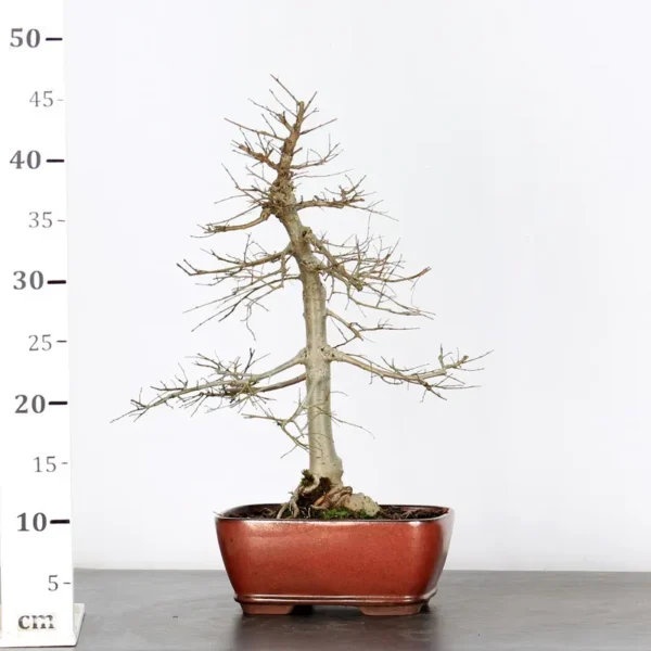 Chinese Elm “Ulmus parvifolia” – The Perfect Starter Bonsai with Elegant Structure - Image 2