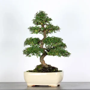 Chinese Elm “Ulmus parvifolia” – A Resilient and Beautiful Bonsai Choice