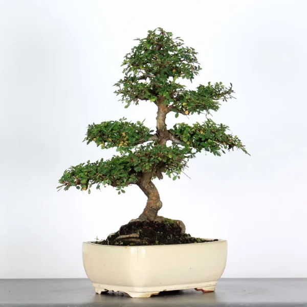 Chinese Elm “Ulmus parvifolia” – A Resilient and Beautiful Bonsai Choice - Image 2