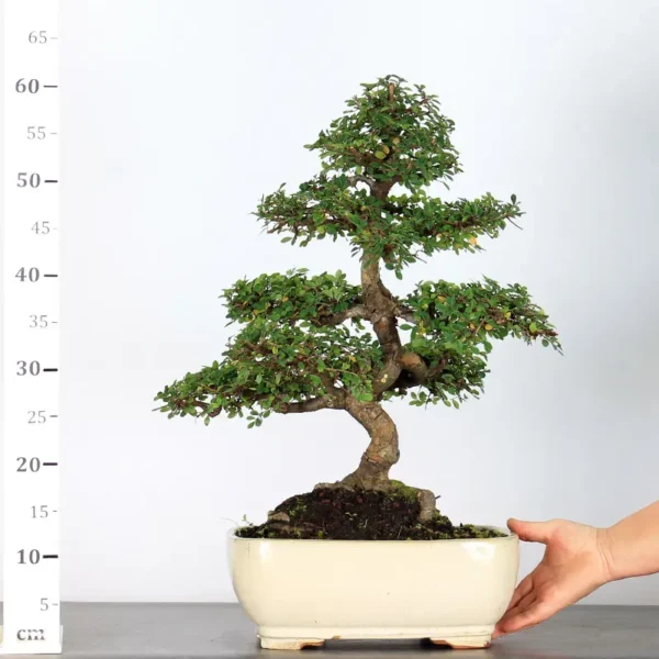 Chinese Elm “Ulmus parvifolia” – A Resilient and Beautiful Bonsai Choice - Image 3