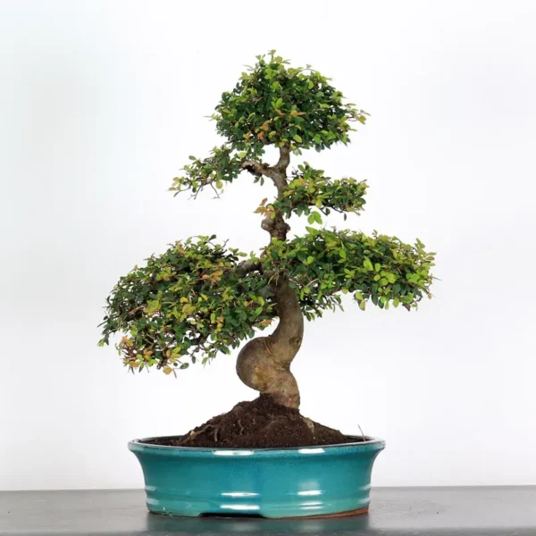 Chinese Elm “Ulmus parvifolia” – A Long-Standing Favourite for Bonsai Enthusiasts