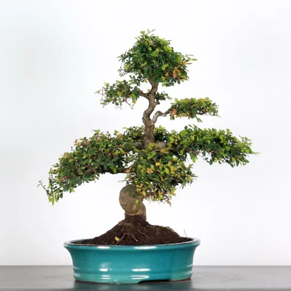 Chinese Elm “Ulmus parvifolia” – A Long-Standing Favourite for Bonsai Enthusiasts - Image 2
