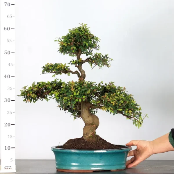 Chinese Elm “Ulmus parvifolia” – A Long-Standing Favourite for Bonsai Enthusiasts - Image 3
