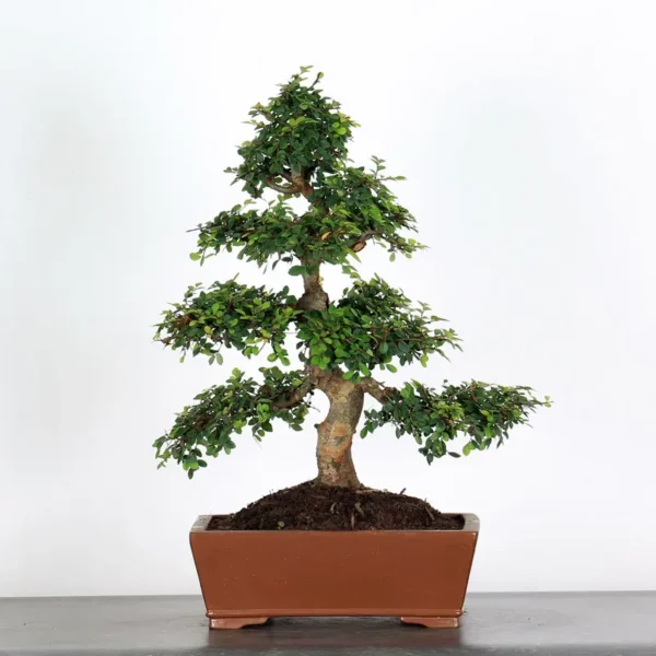 Chinese Elm “Ulmus parvifolia” – A Classic Bonsai for Every Collector - Image 2